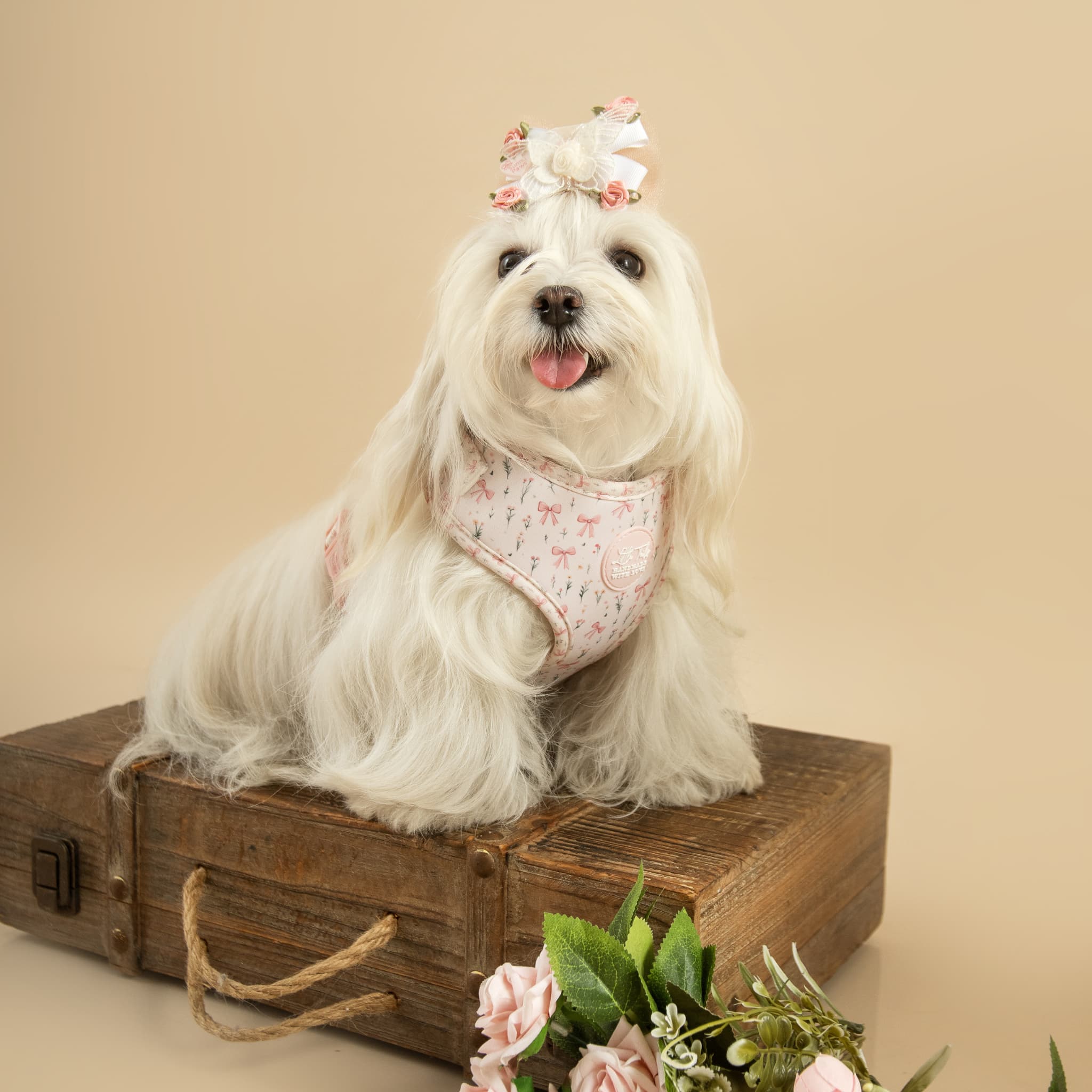 Pack Coquette: Arnés + Correa